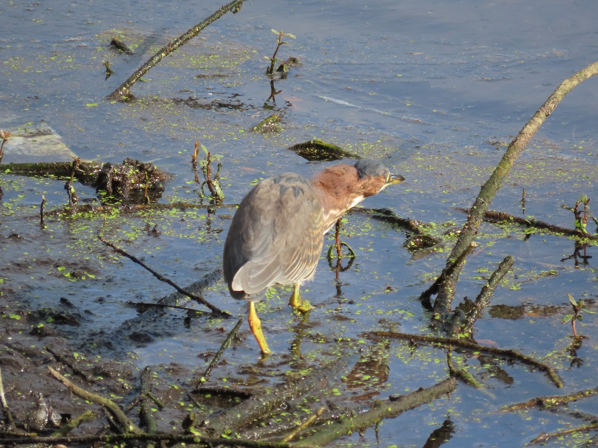 Green Heron - ML628189204