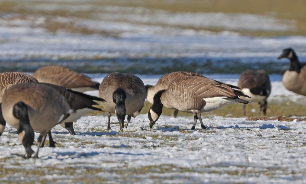 Cackling Goose - ML628189224