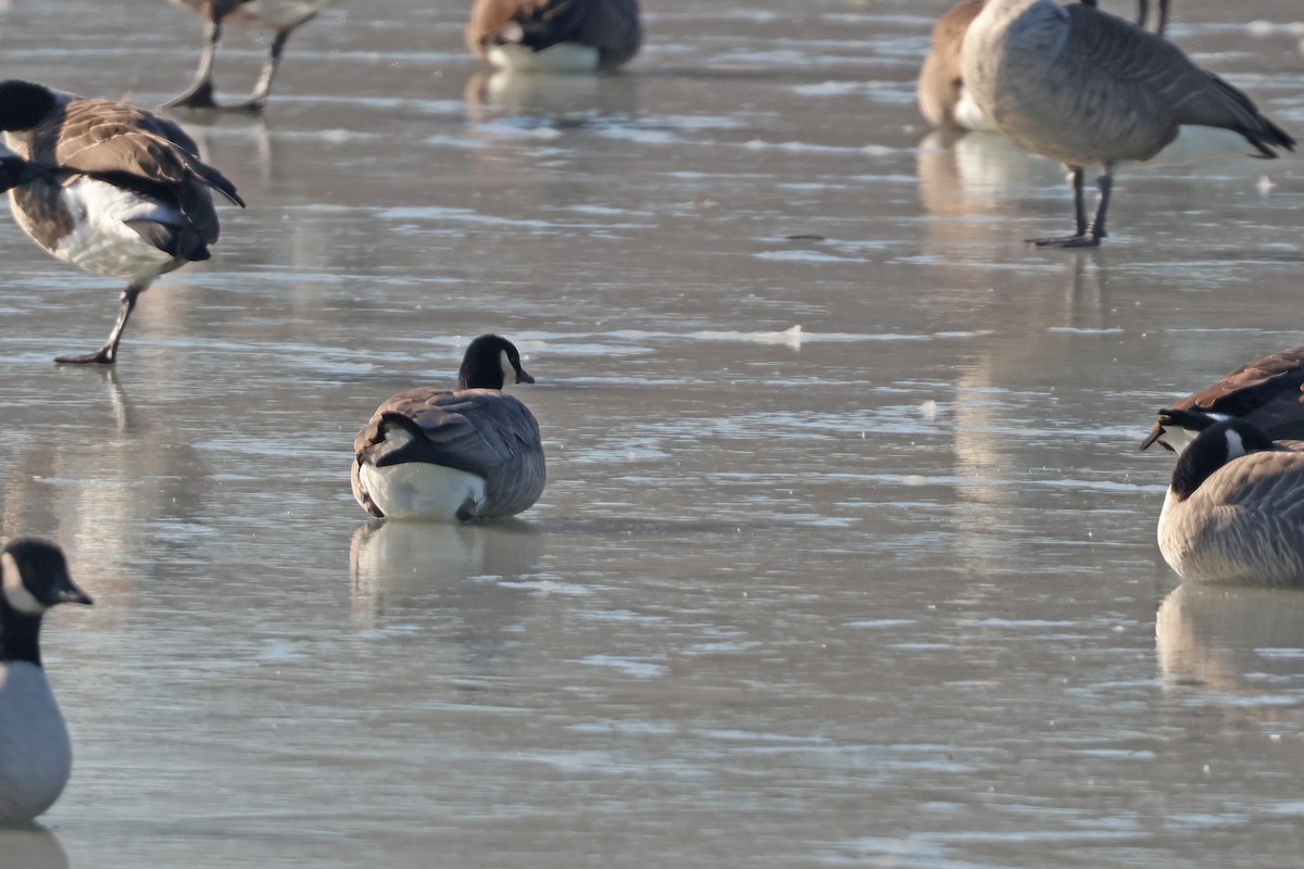 Cackling Goose - ML628189225