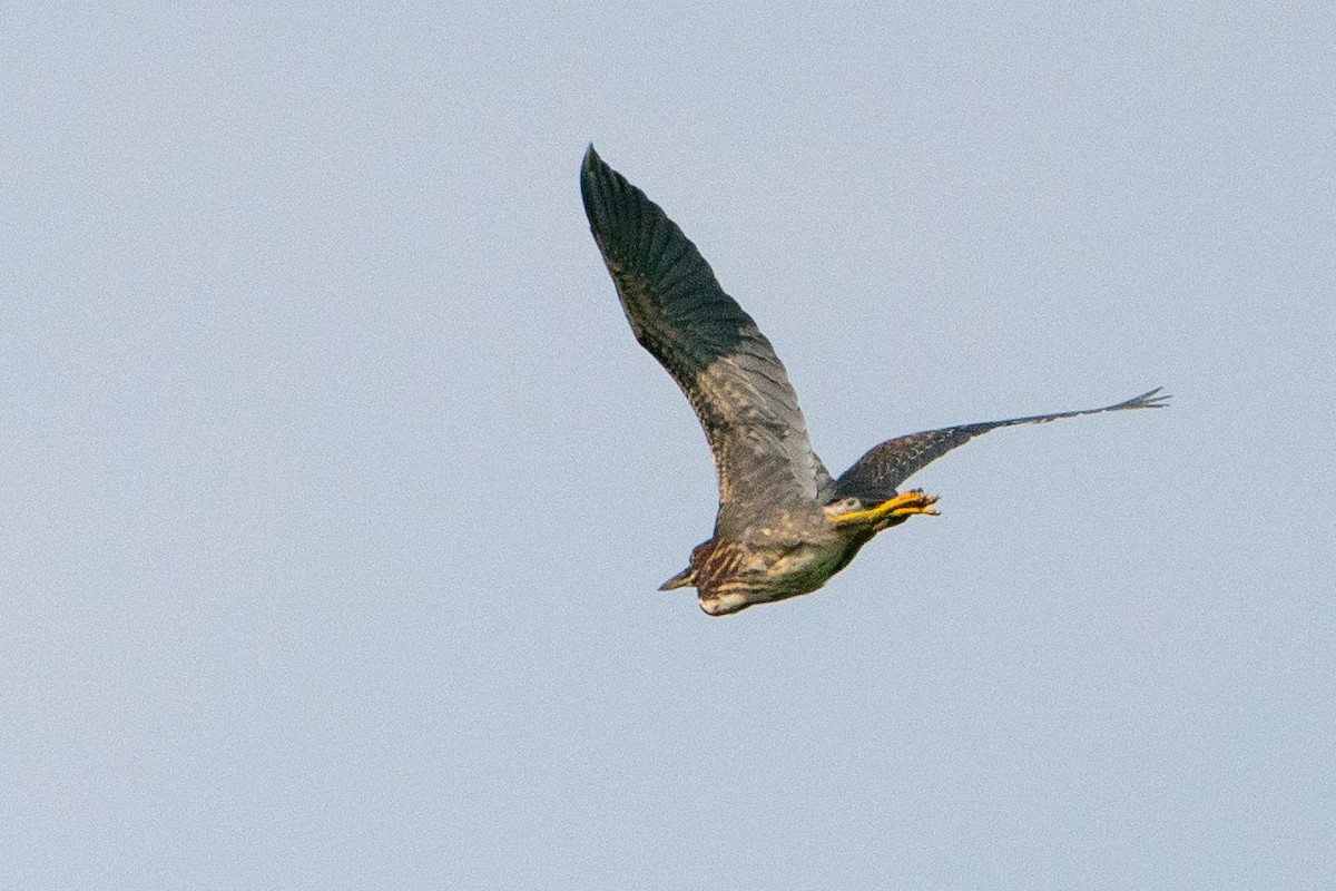 Green Heron - ML628189351