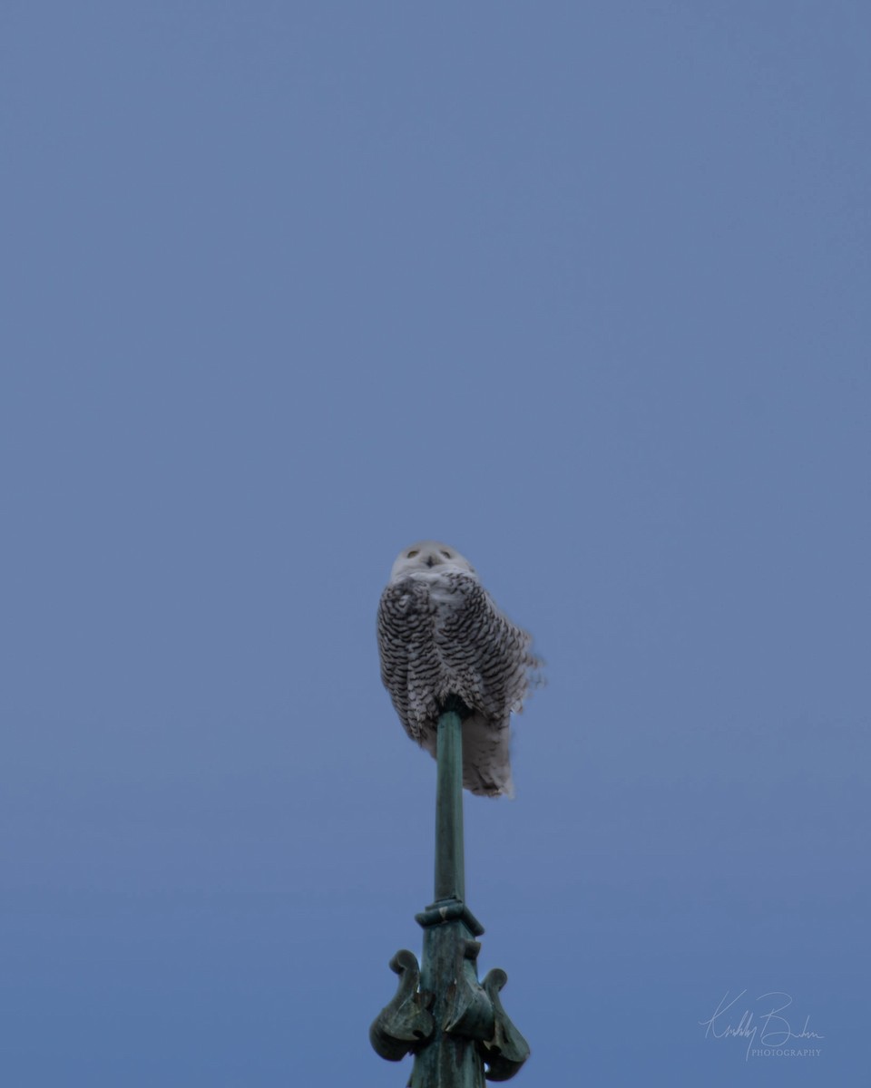 Snowy Owl - ML628189367