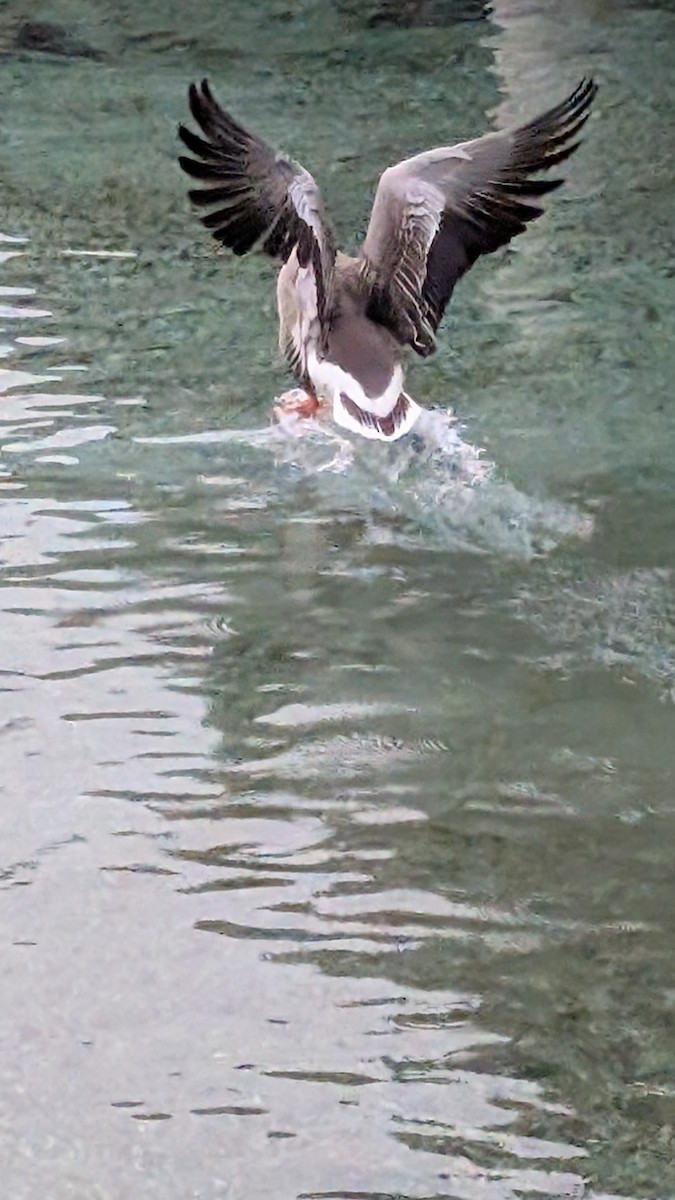 Graylag Goose (Domestic type) - ML628189374