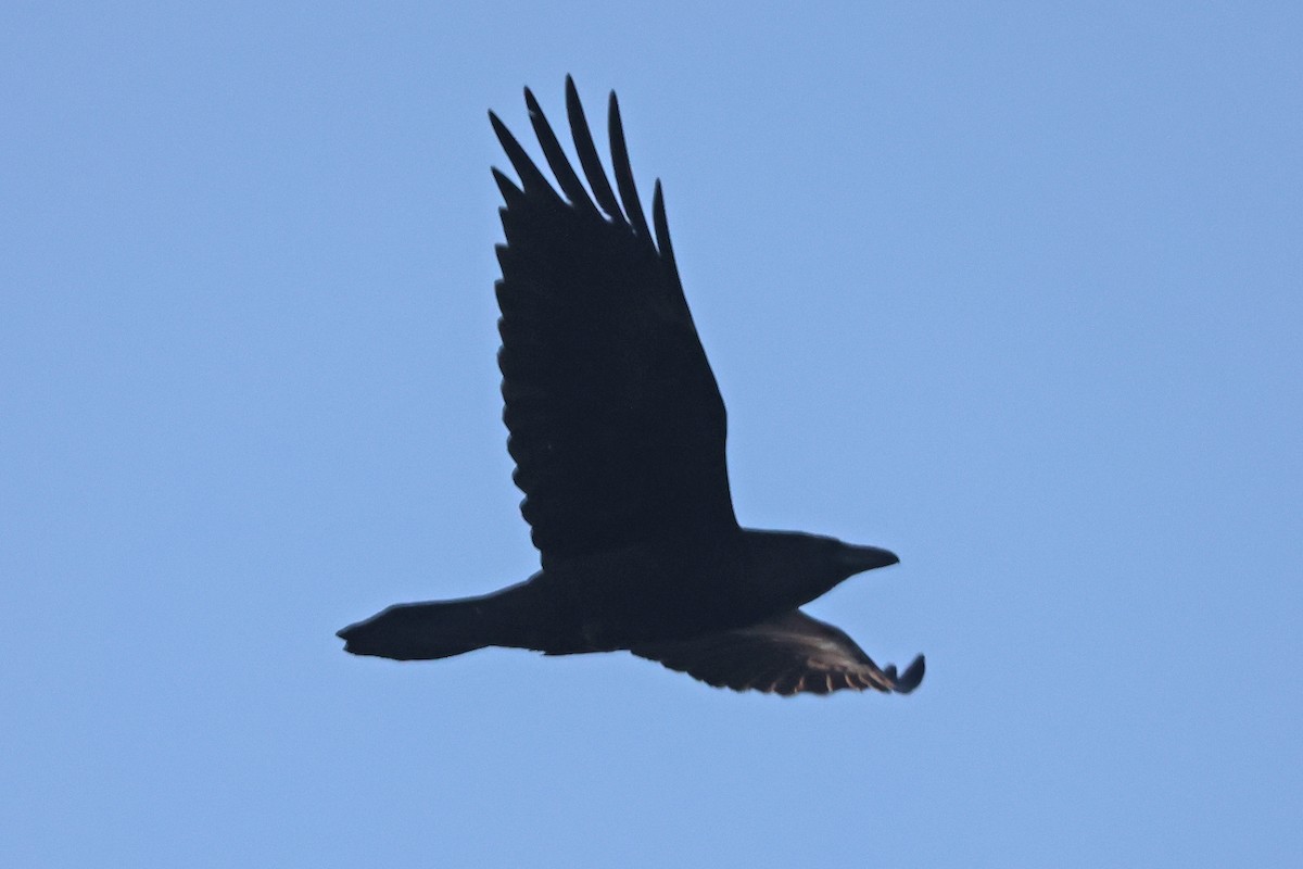 Common Raven - ML628189396