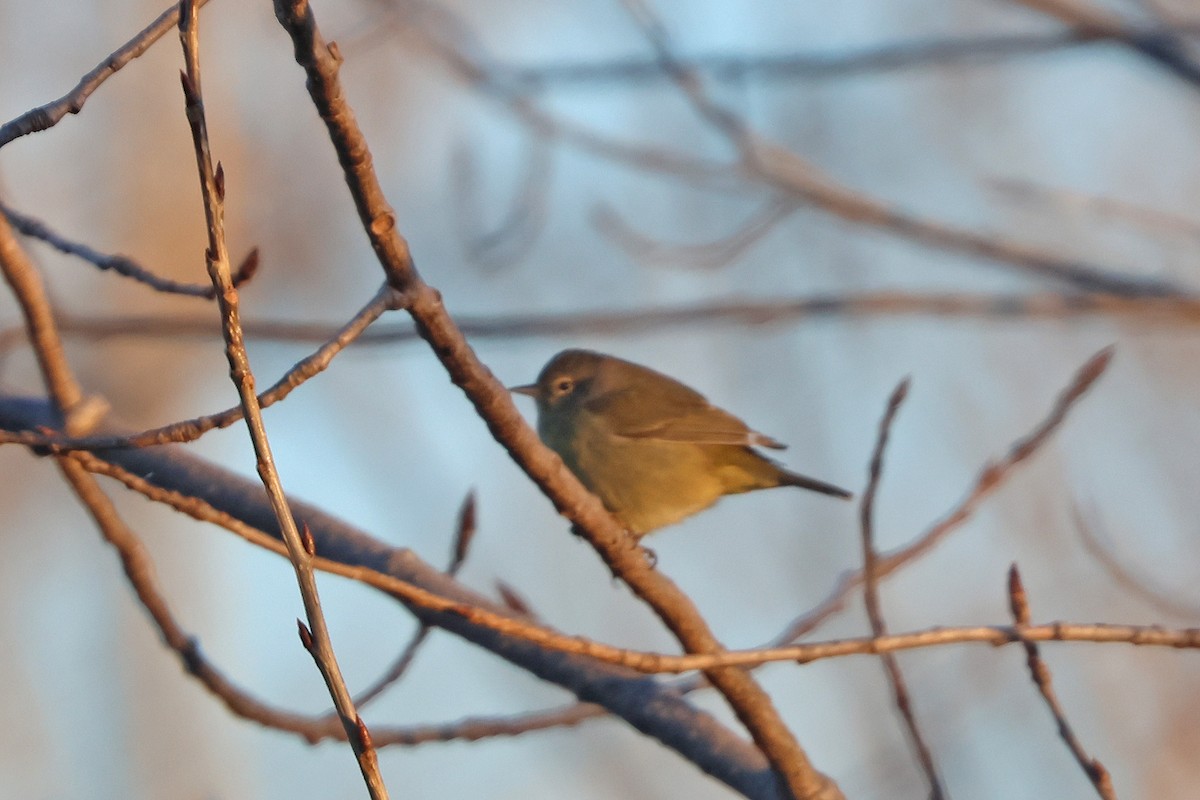 Orange-crowned Warbler - ML628189402
