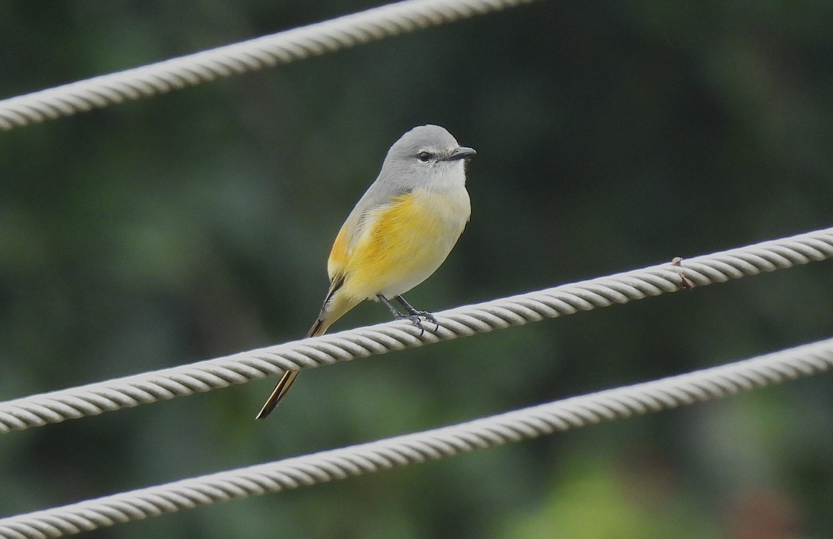 Small Minivet - ML628189461