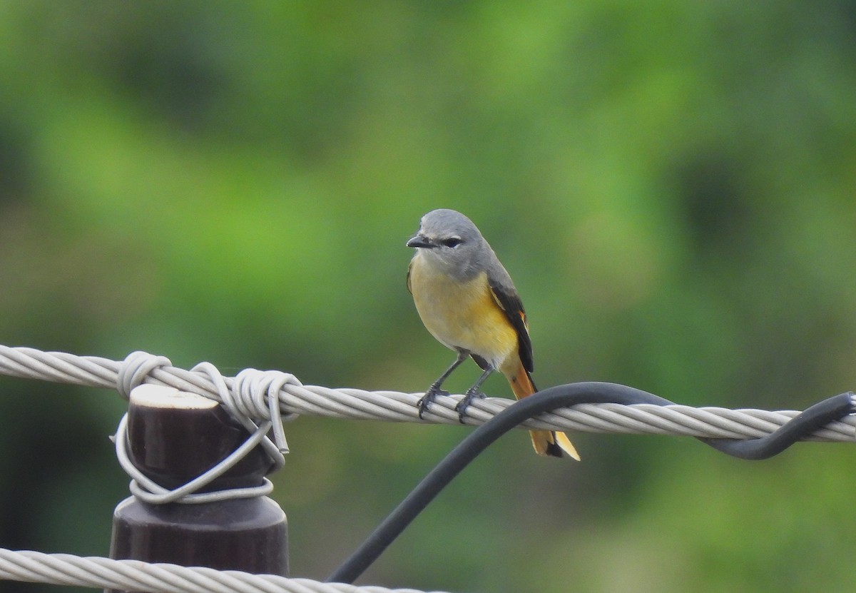 Small Minivet - ML628189462