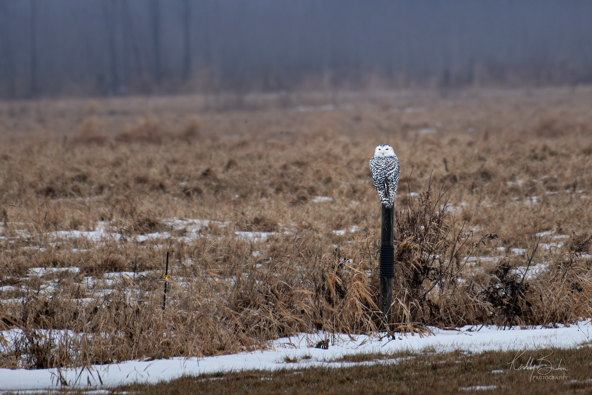 Snowy Owl - ML628189465