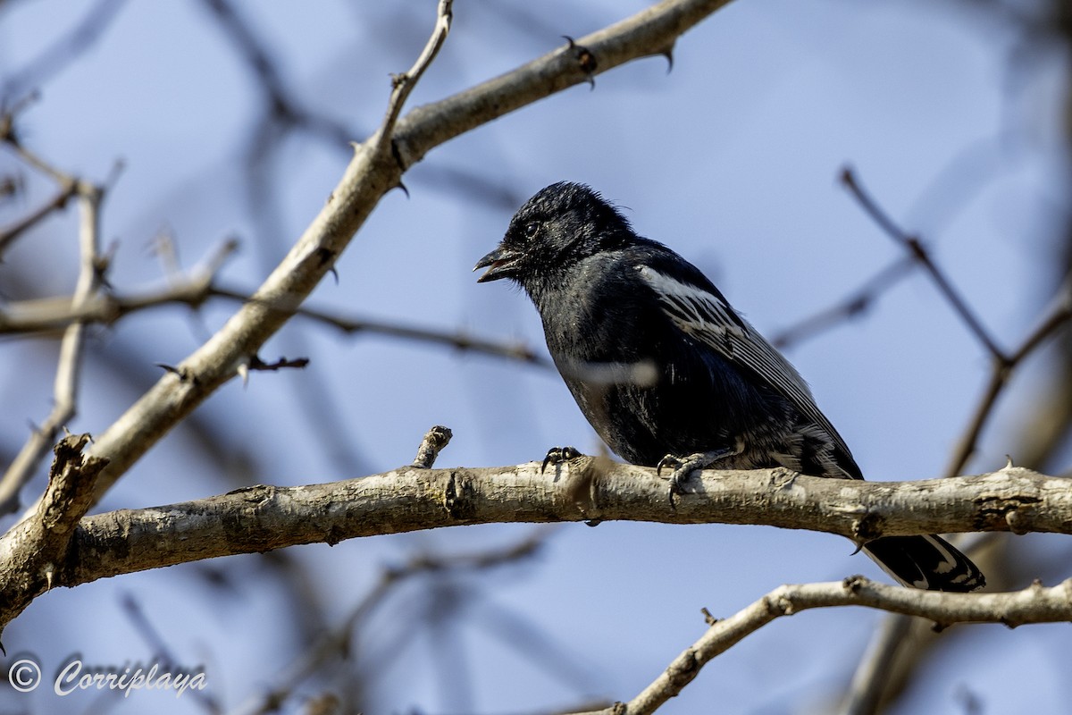 Southern Black-Tit - ML628189478