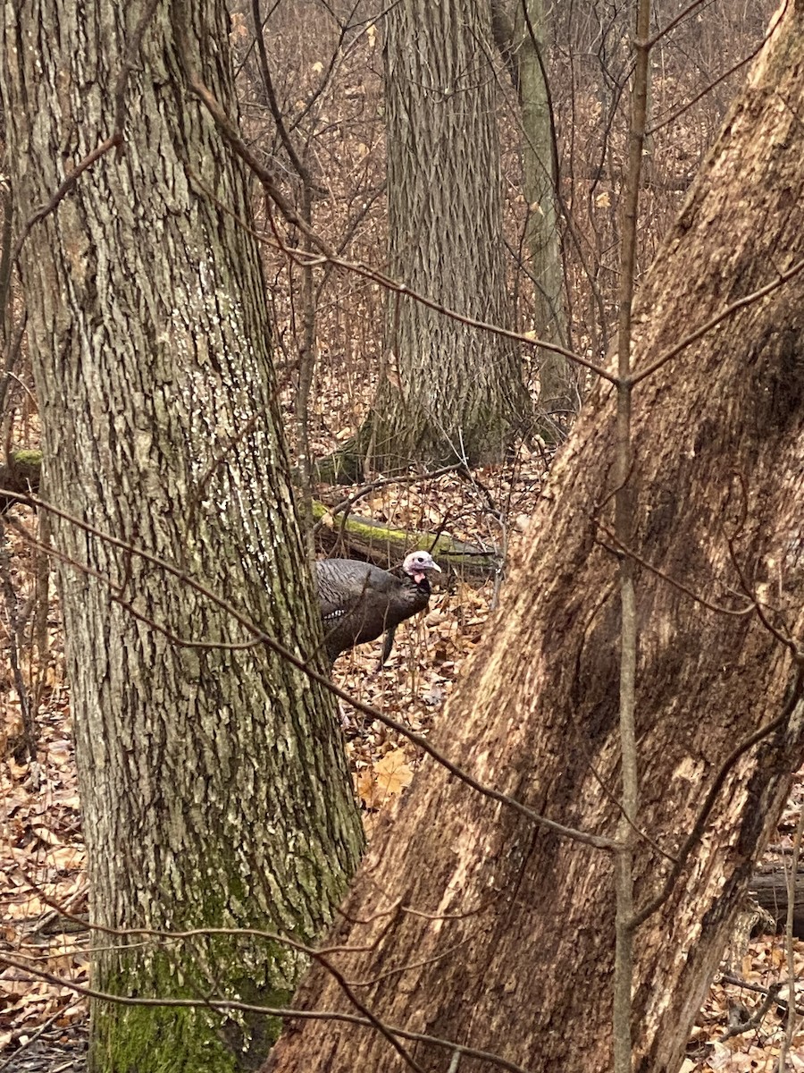 Wild Turkey - ML628189488