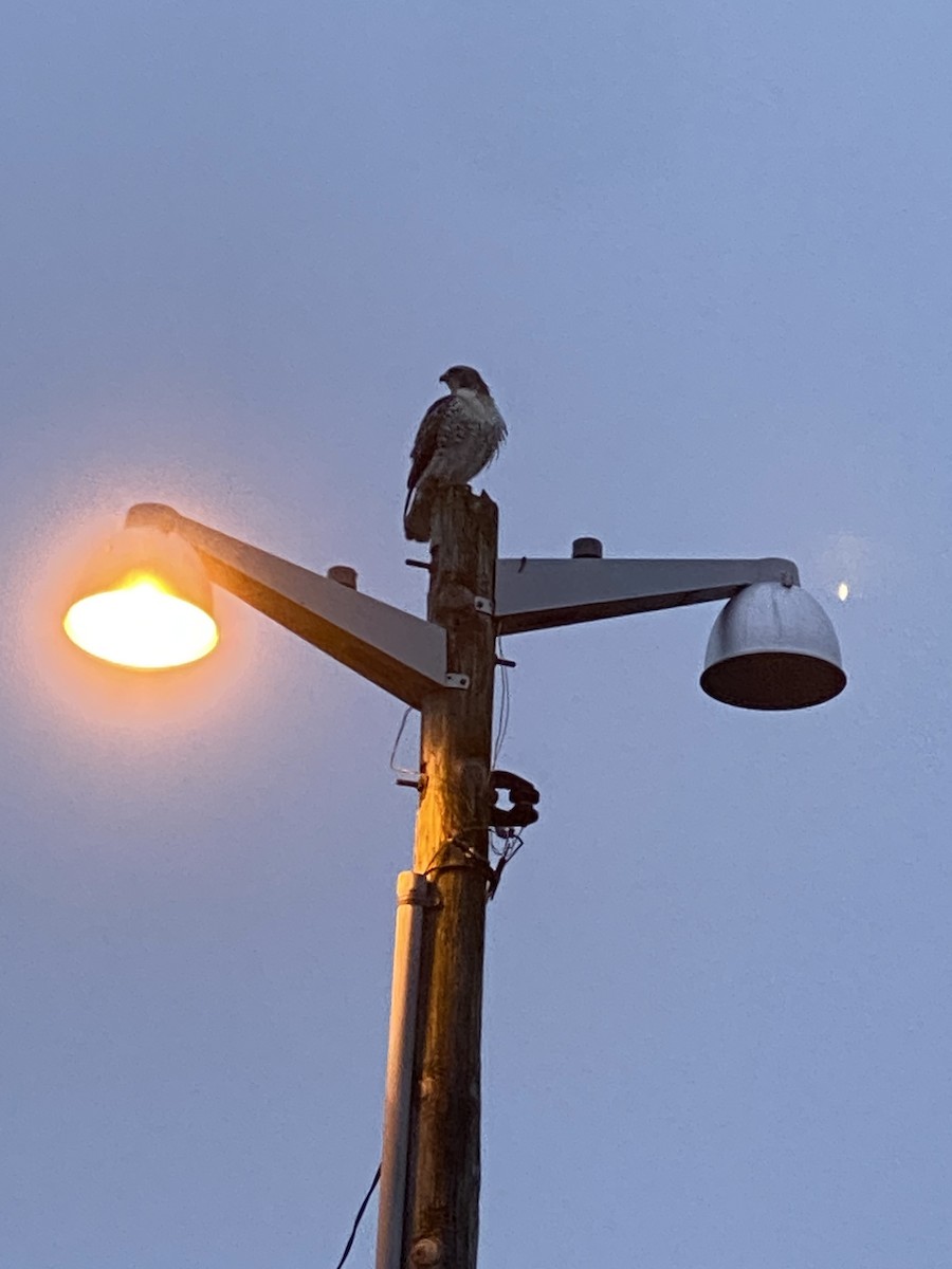 Red-tailed Hawk - ML628189500