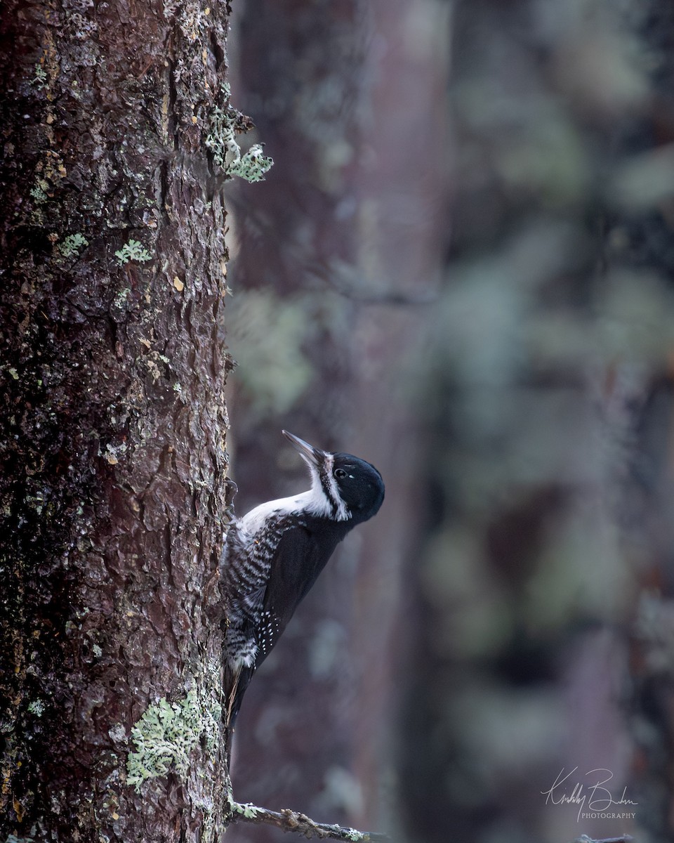 Black-backed Woodpecker - ML628189514