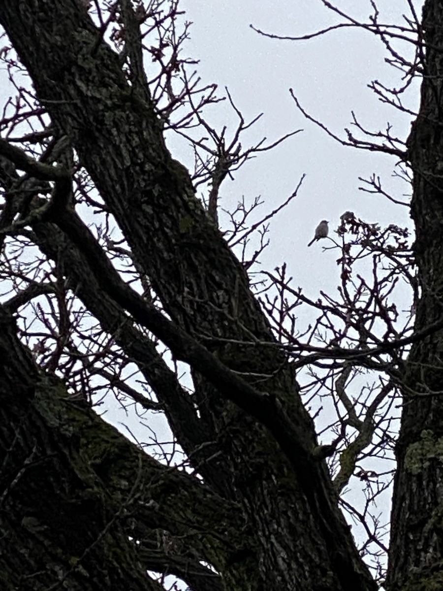 Northern Shrike - ML628189537