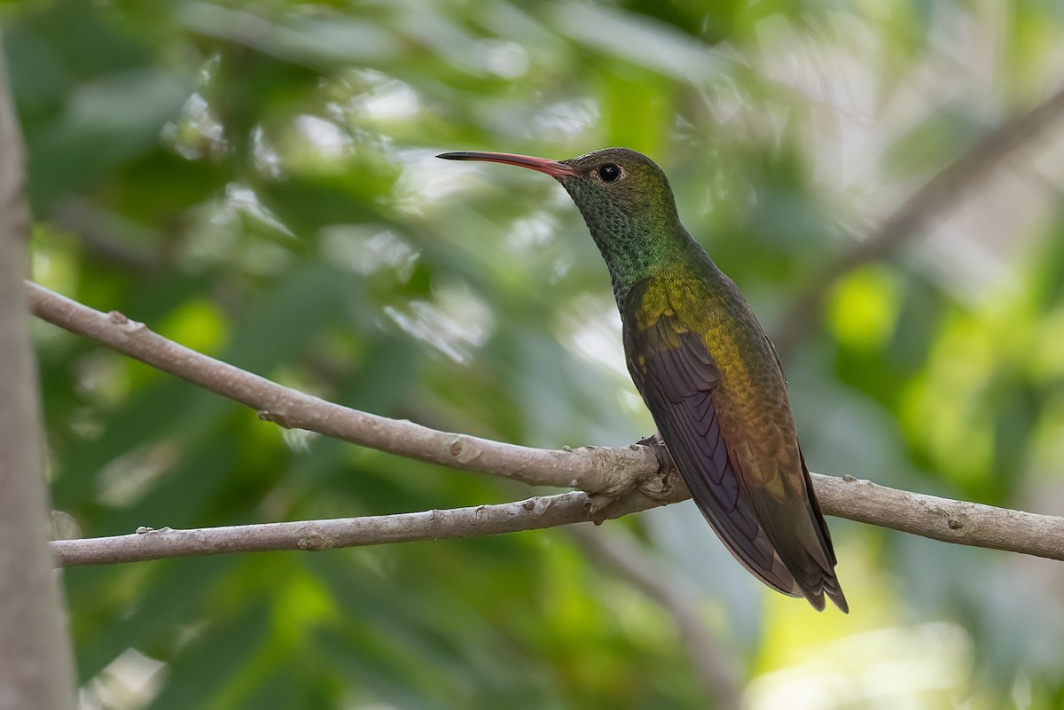 Amazilia Yucateca (cerviniventris/chalconota) - ML628189618