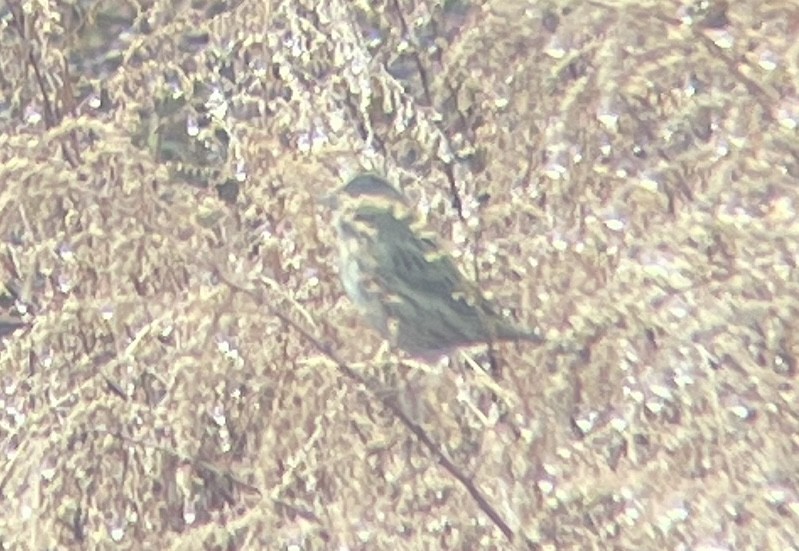 Lincoln's Sparrow - ML628189706