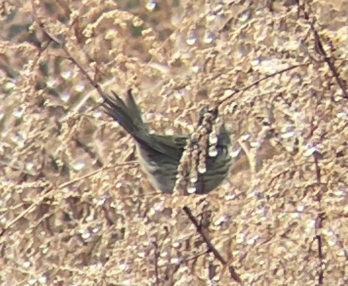 Lincoln's Sparrow - ML628189707