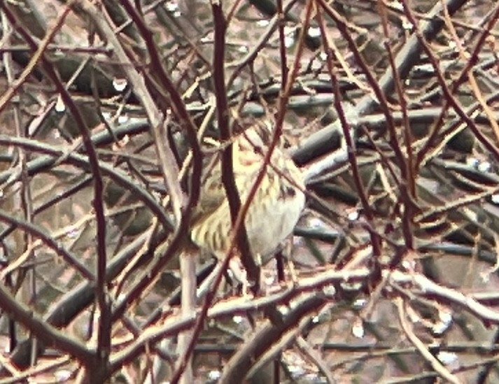 Lincoln's Sparrow - ML628189708