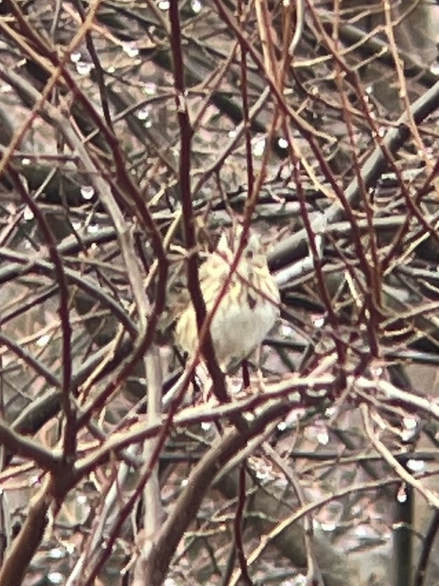 Lincoln's Sparrow - ML628189709