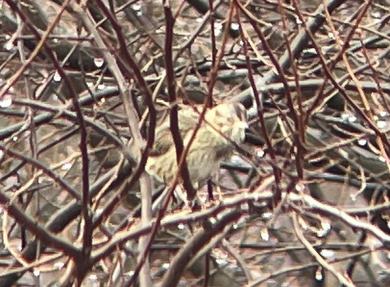 Lincoln's Sparrow - ML628189710