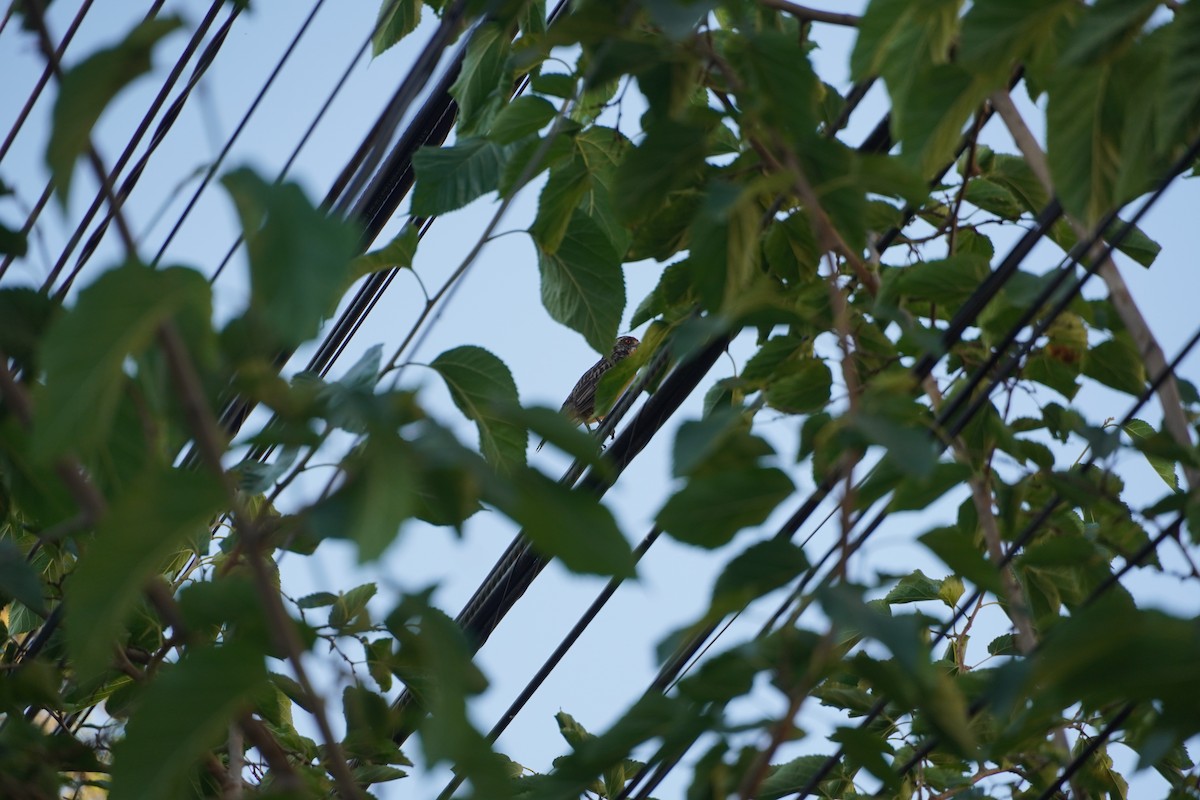 Rufous-tailed Plantcutter - ML628189821