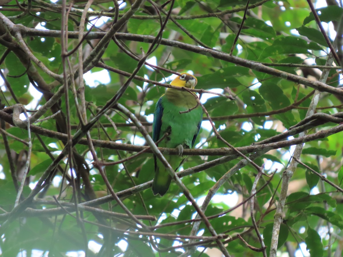 Saffron-headed Parrot - ML628189904