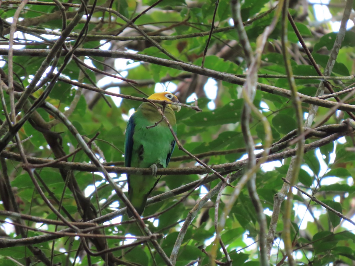 Saffron-headed Parrot - ML628189905