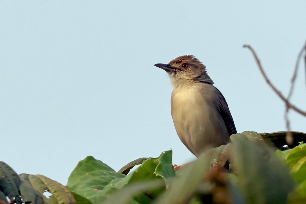 Bubbling Cisticola - ML628189913