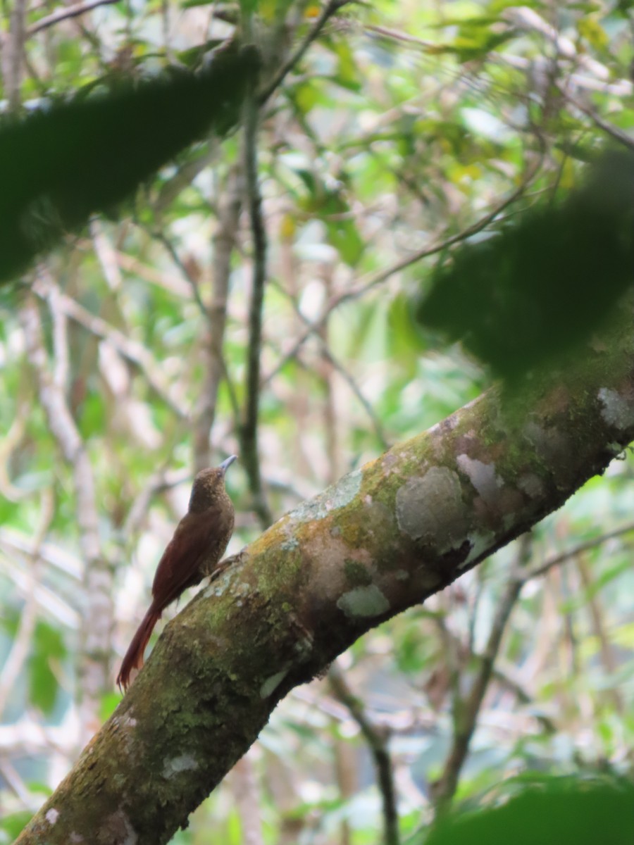 Piping Woodcreeper - ML628189920