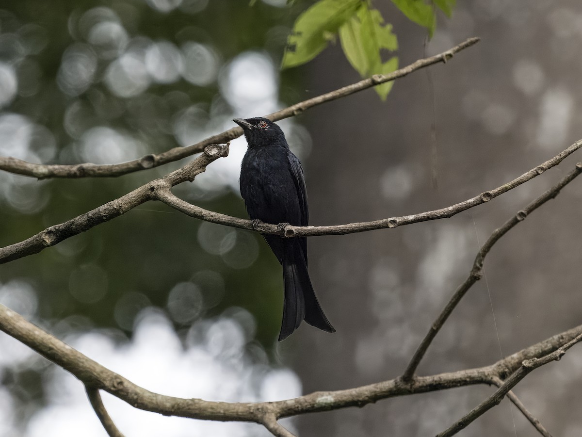 Velvet-mantled Drongo - ML628190009