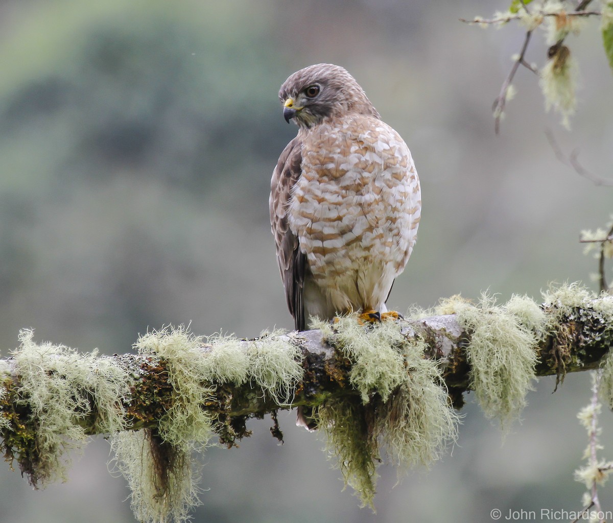 Broad-winged Hawk - ML628190318