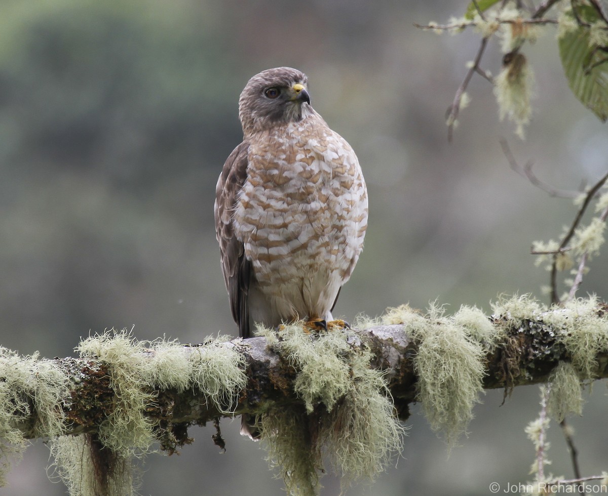 Broad-winged Hawk - ML628190319