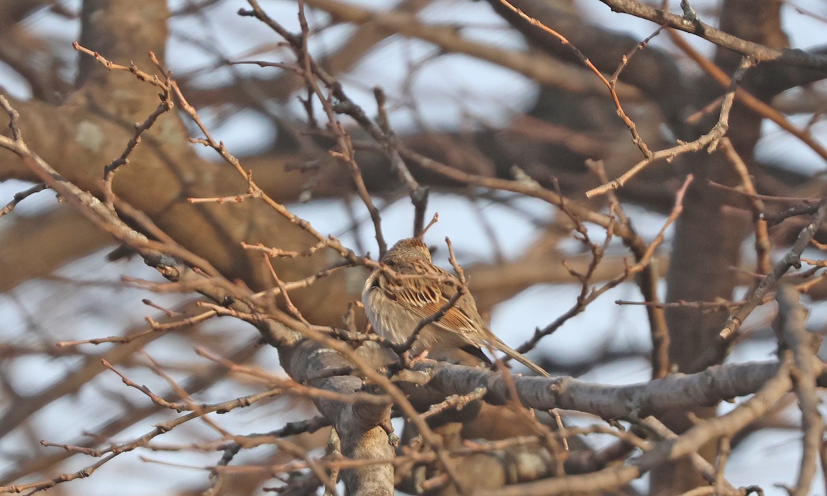 Clay-colored Sparrow - ML628190557