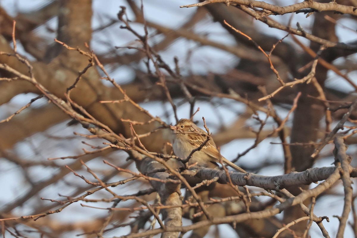 Clay-colored Sparrow - ML628190558
