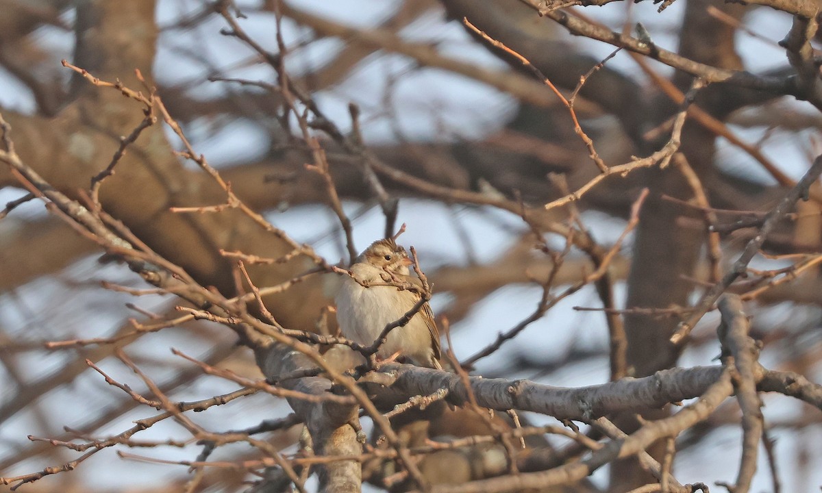 Clay-colored Sparrow - ML628190559