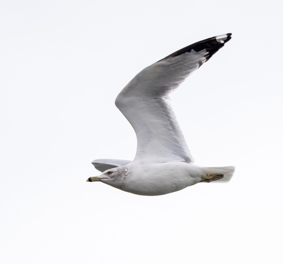 Ring-billed Gull - ML628190734