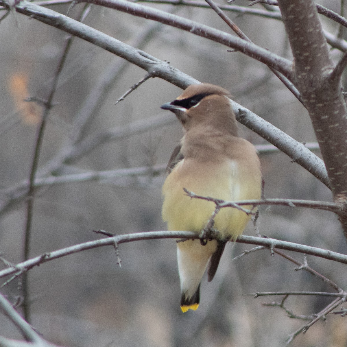 Cedar Waxwing - ML628190824