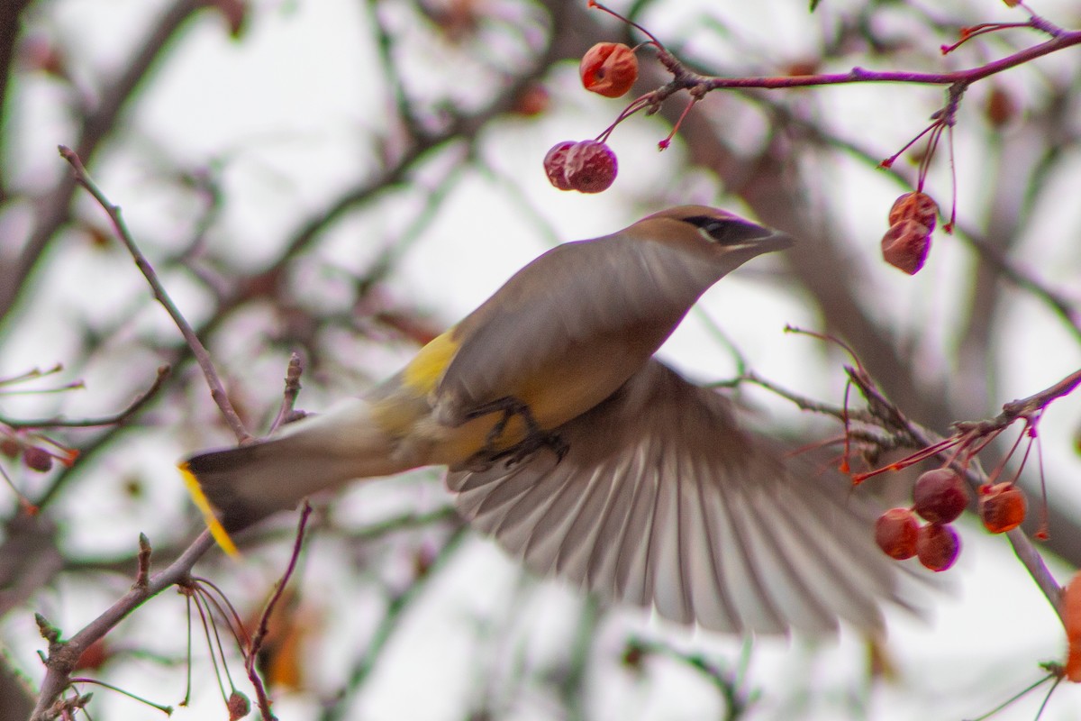 Cedar Waxwing - ML628190825