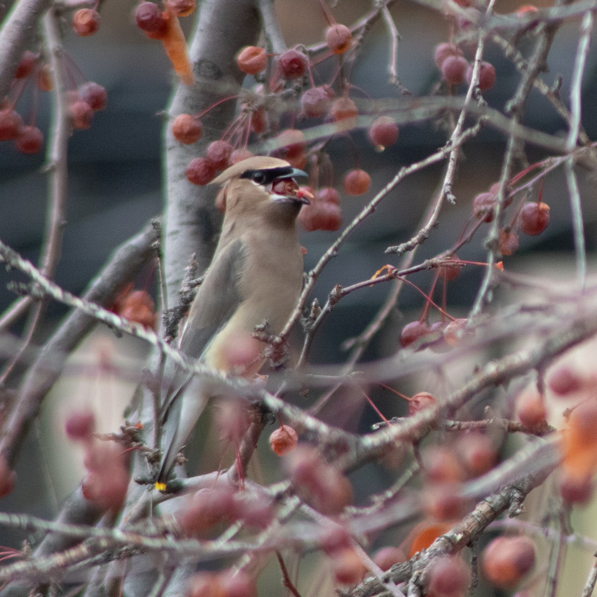 Cedar Waxwing - ML628190826