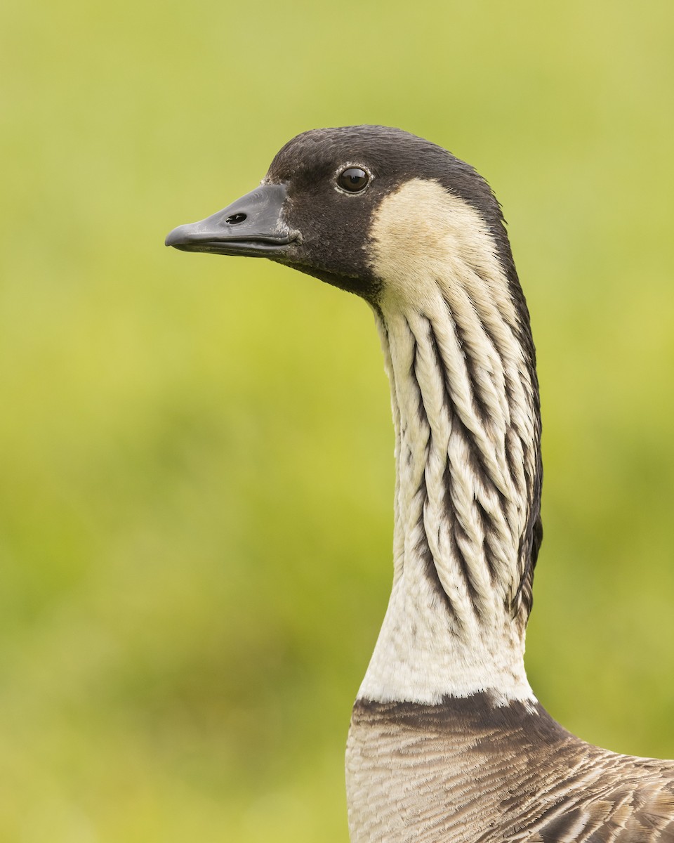 Hawaiian Goose - ML628190885