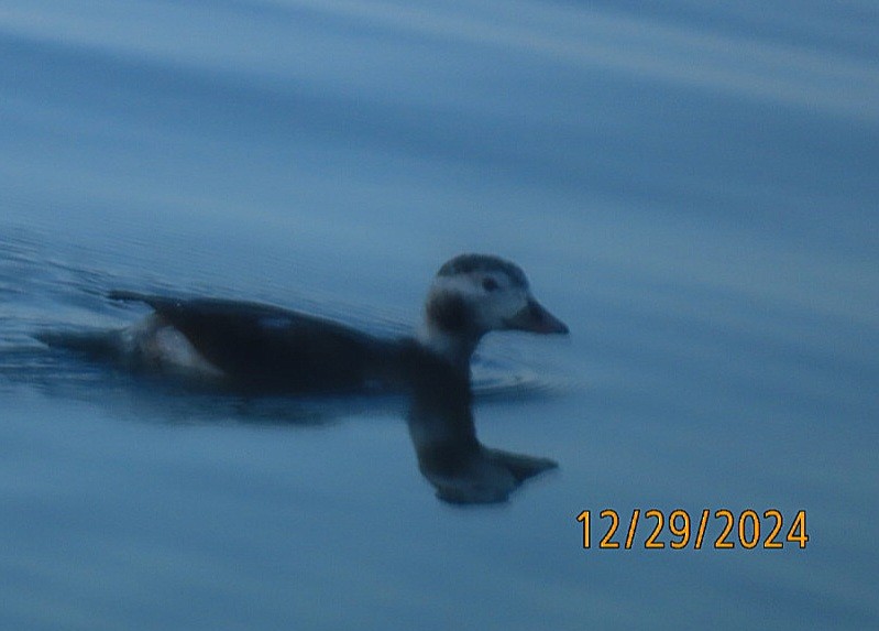 Long-tailed Duck - ML628191069