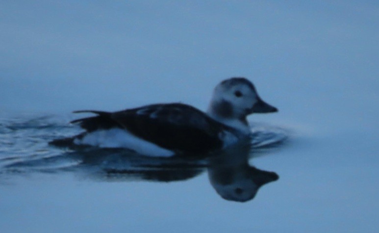 Long-tailed Duck - ML628191070
