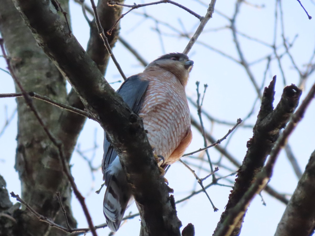 Sharp-shinned Hawk - ML628191088