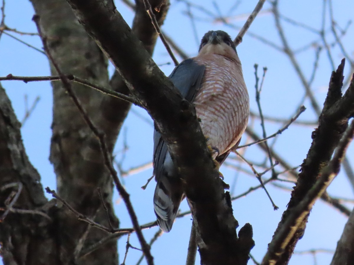 Sharp-shinned Hawk - ML628191089