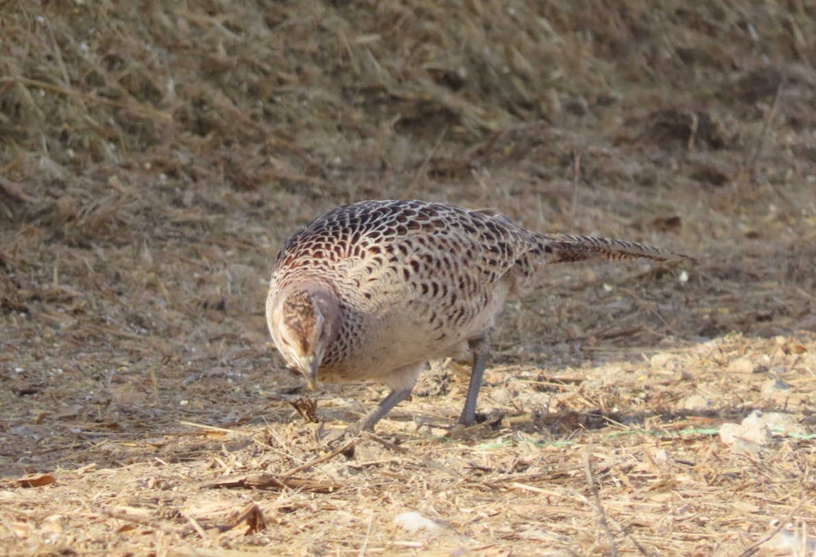 Ring-necked Pheasant - ML628191107