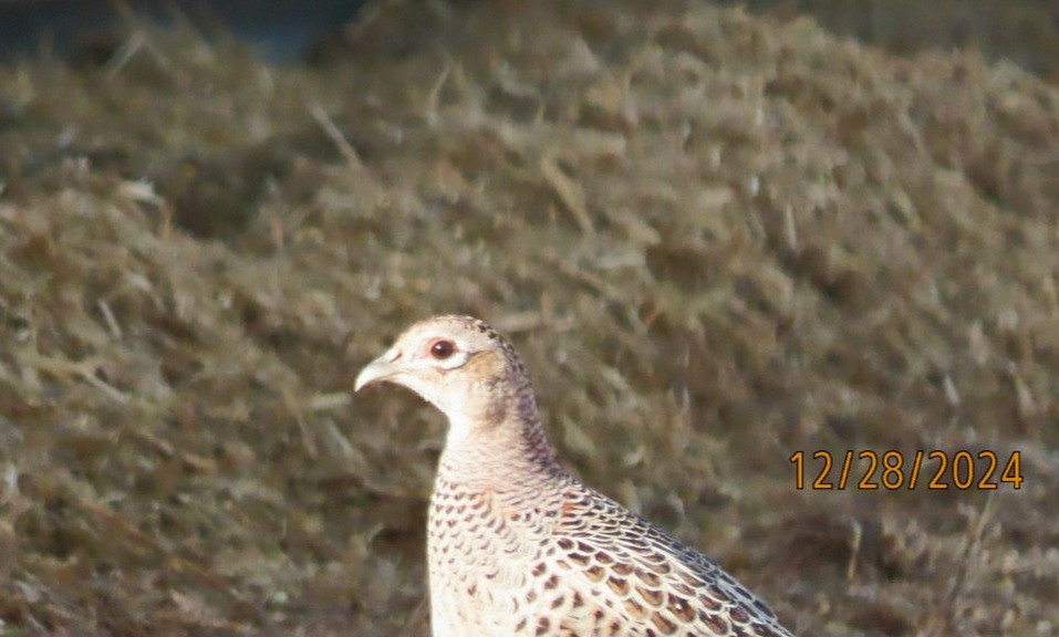 Ring-necked Pheasant - ML628191108