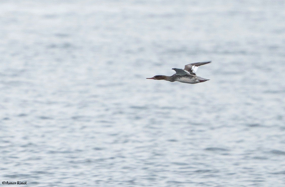 Smergo minore - ML628191128