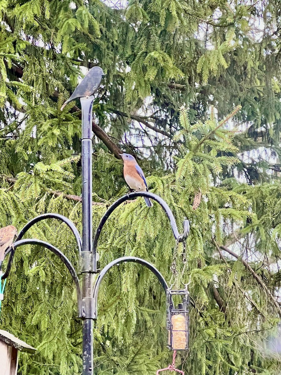 Eastern Bluebird - ML628191191