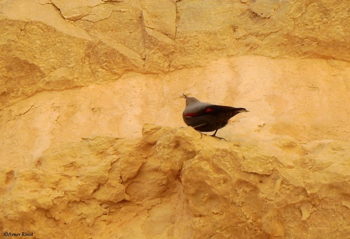 Picchio muraiolo - ML628191209