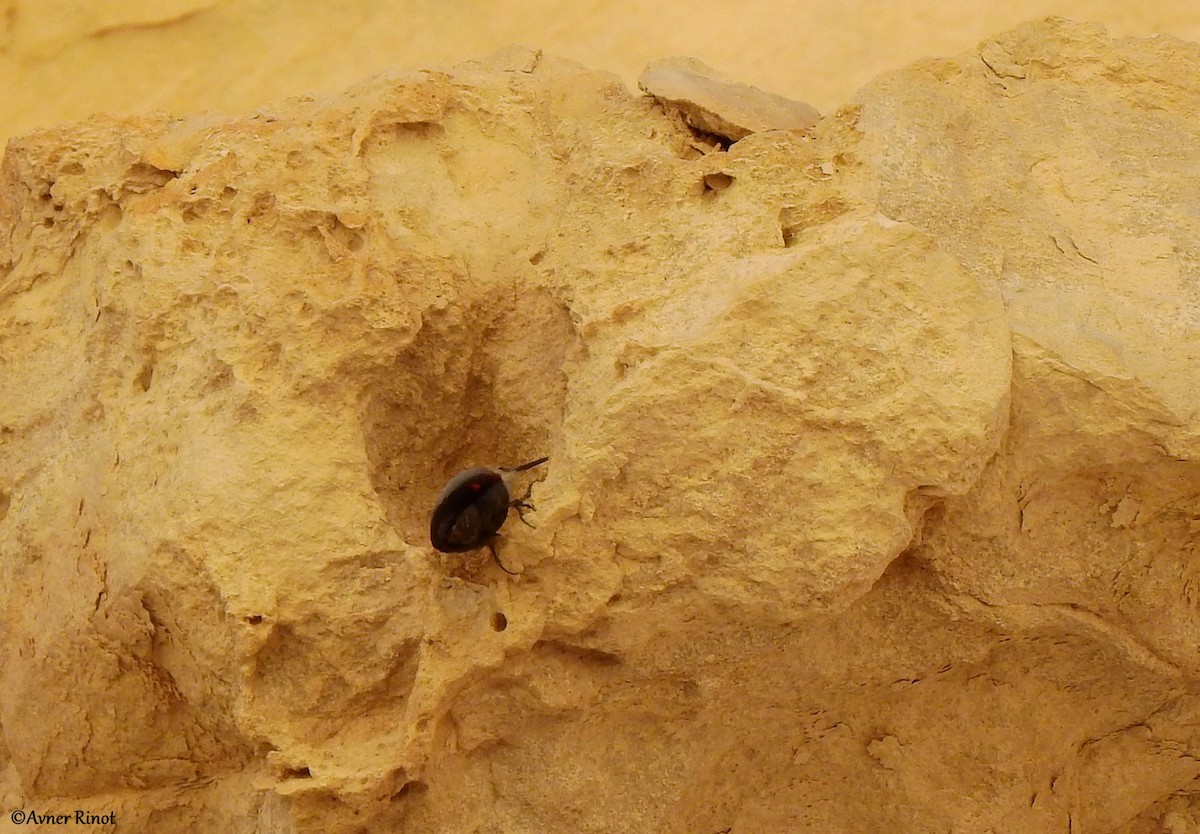 Picchio muraiolo - ML628191210