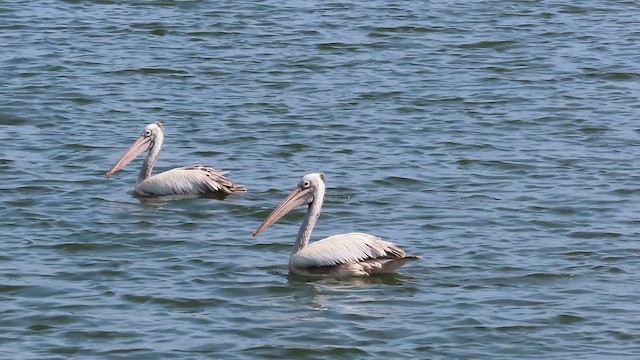 Spot-billed Pelican - ML628191248