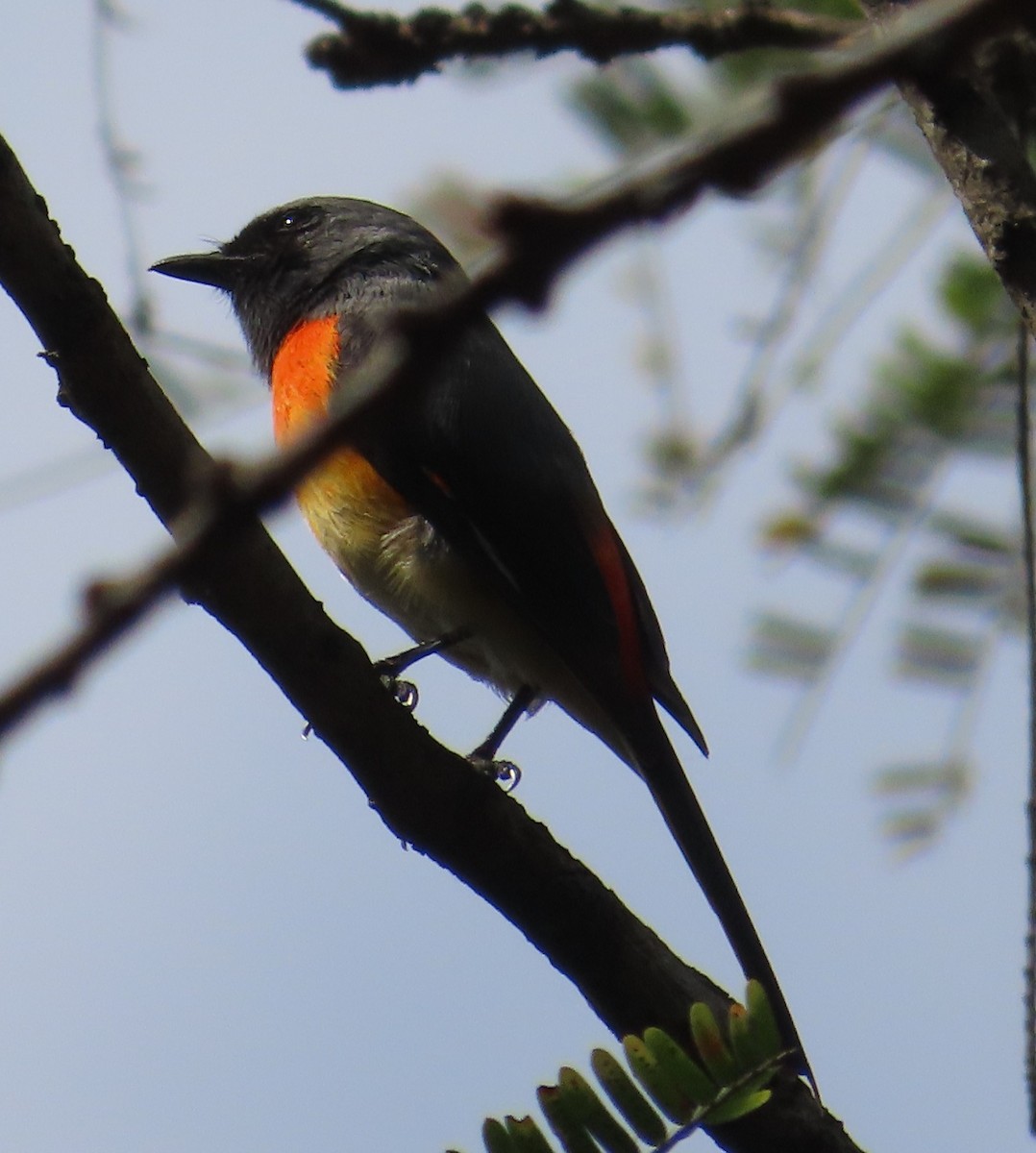 Small Minivet - ML628191415